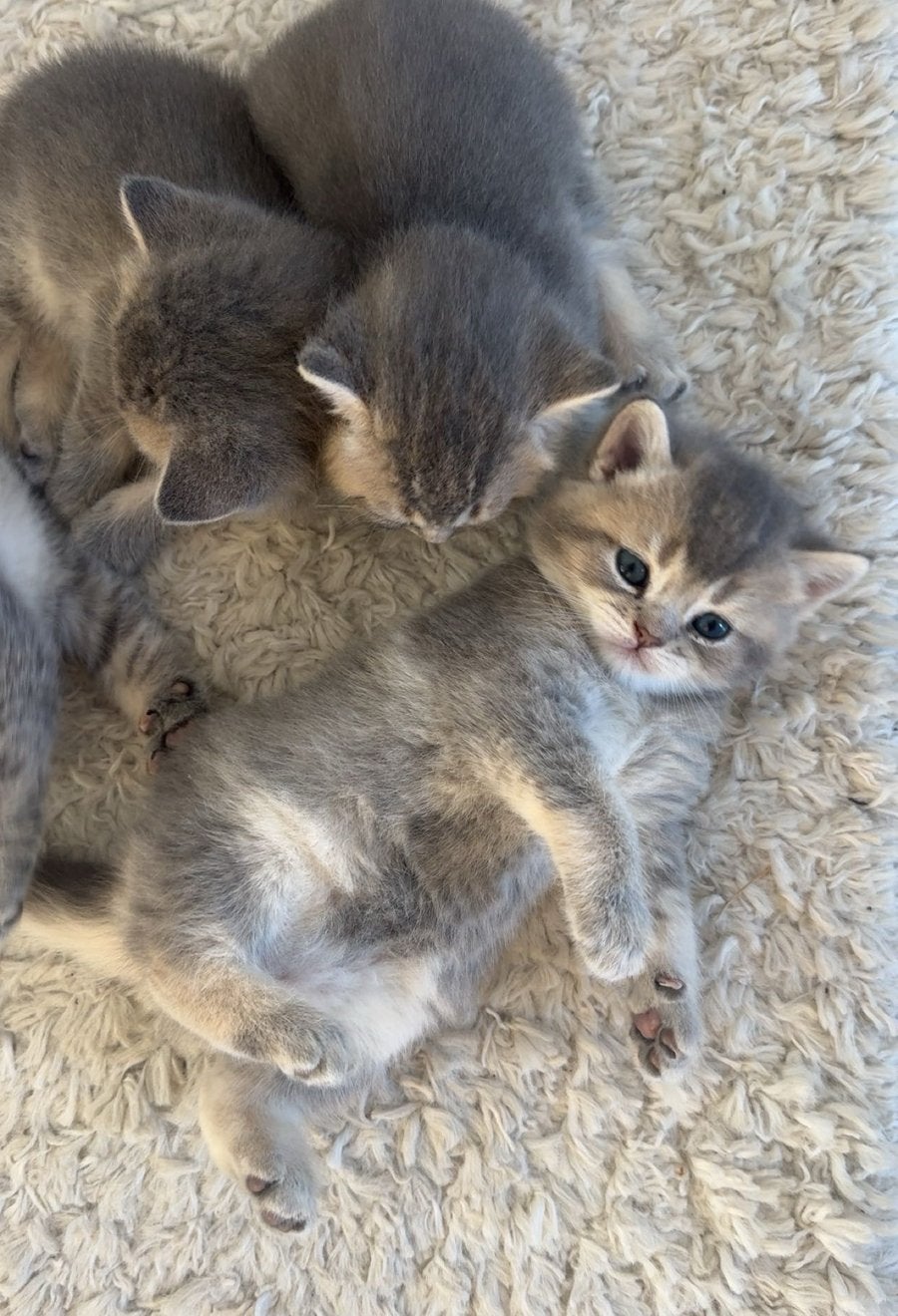 Britse Korthaar Blue Golden Shaded kittens, Kater, Ontwormd