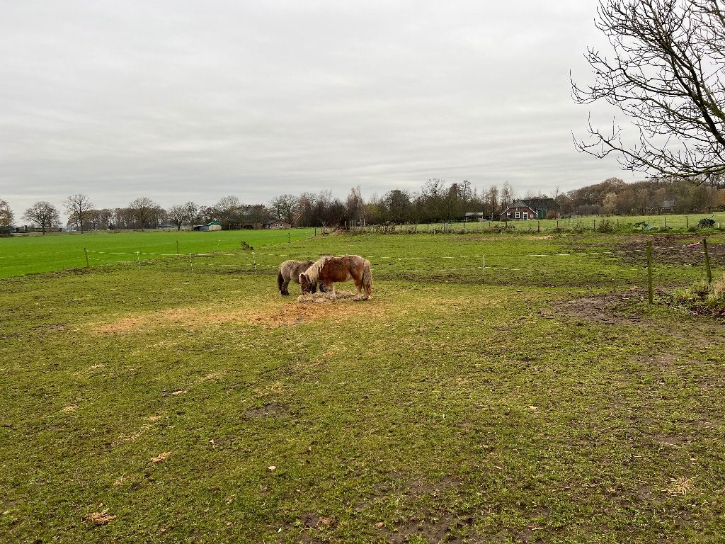 Pensionstalling, Weidegang, 1 paard of pony
