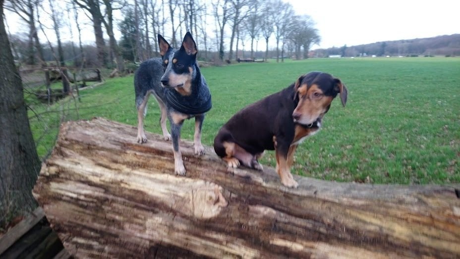 Puppy's Kelpie mix/Australian Cattle Dog op komst., Overige rassen, 8 tot 15 weken, Geslacht onbekend, Meerdere