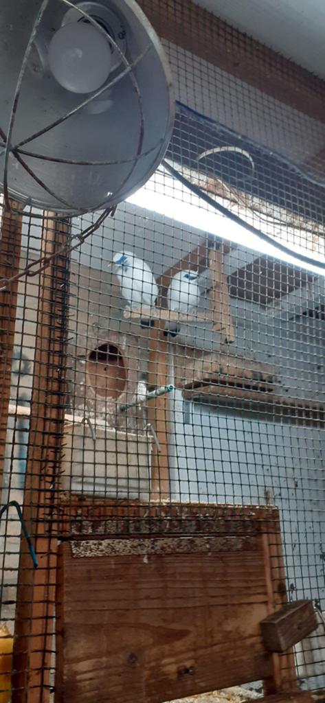 Balispreeuwen Kweekkoppel., Dieren en Toebehoren, Meerdere dieren