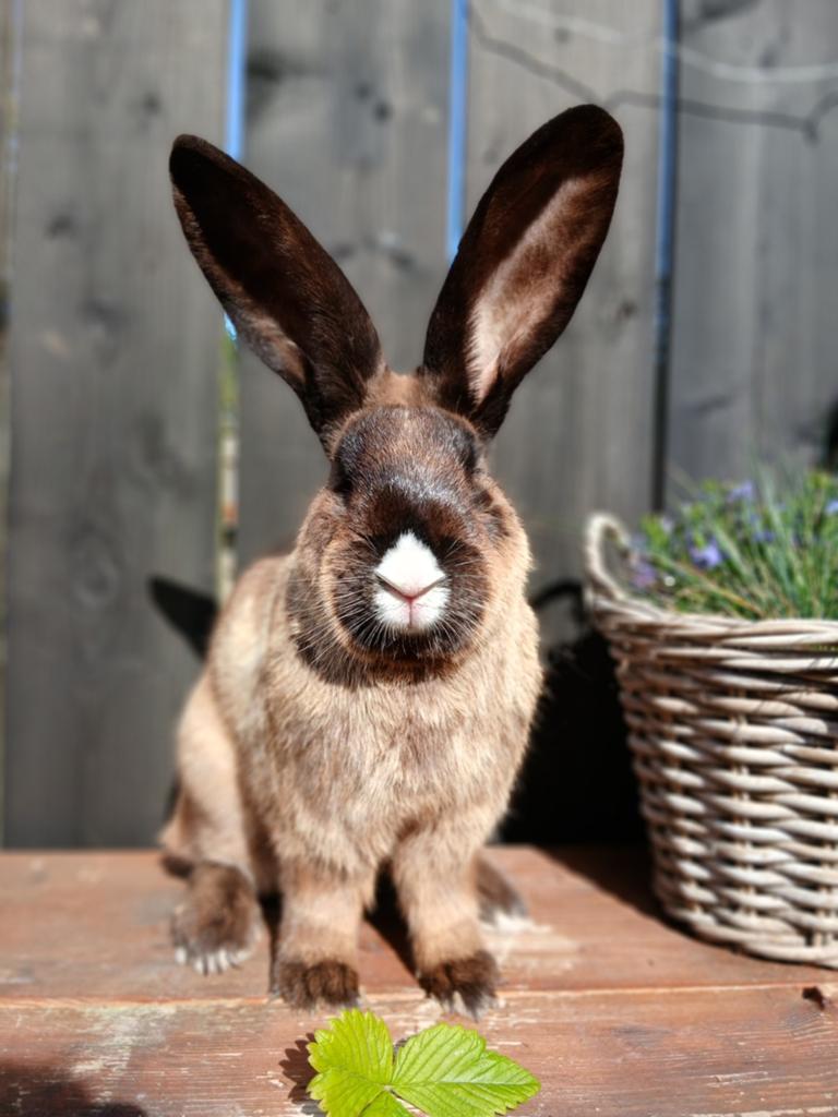 Duitse reus, Siamees Sable, Dieren en Toebehoren, Konijnen, Groot, Mannelijk, 0 tot 2 jaar