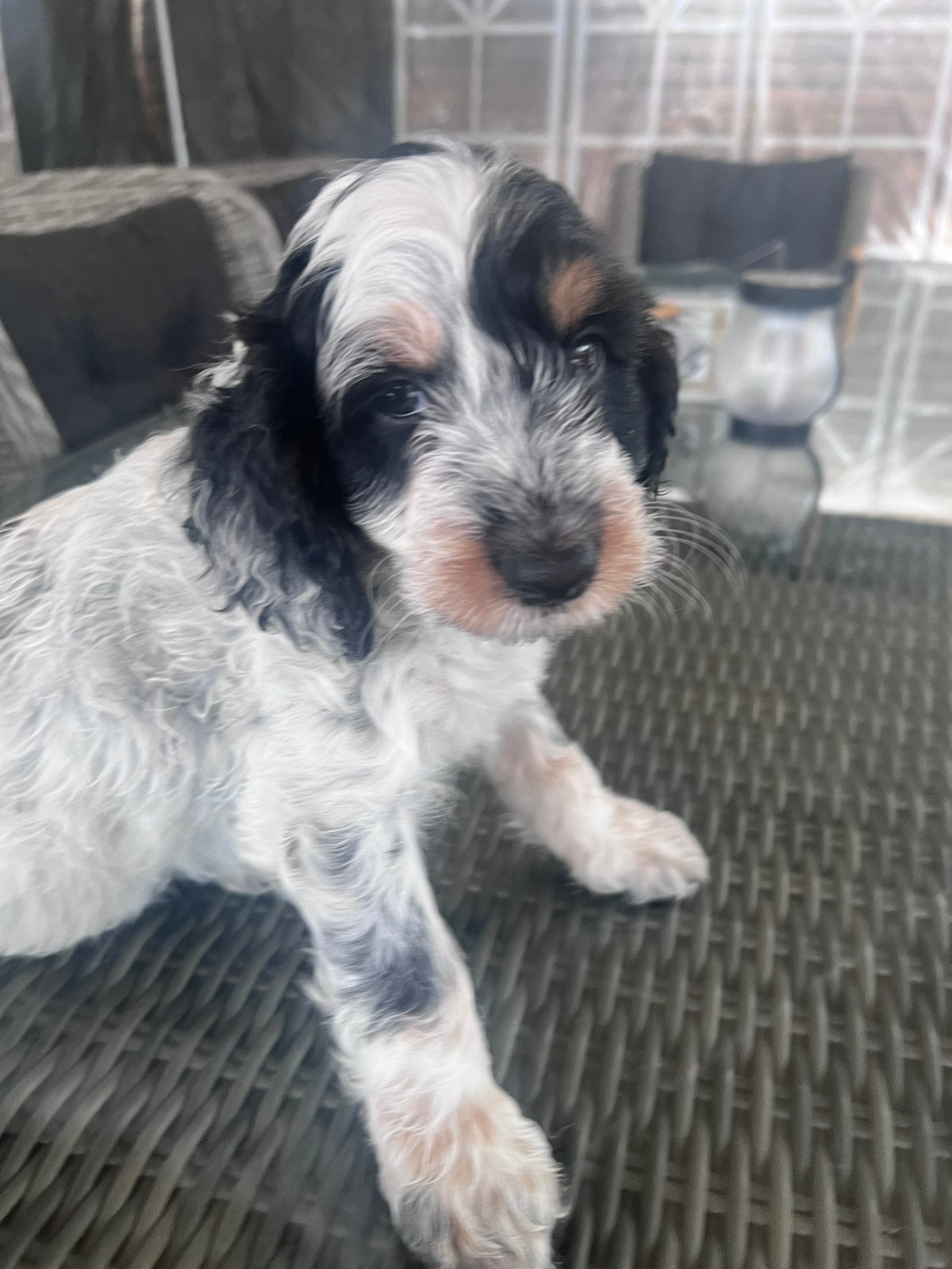Cockapoo pups geboren in huiselijke kring, Dieren en Toebehoren, Honden | Retrievers, Spaniëls en Waterhonden, Overige rassen