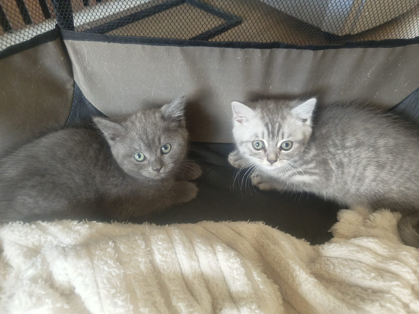 Britse Korthaar kittens, Dieren en Toebehoren, Katten en Kittens | Raskatten | Korthaar, Meerdere dieren, Ingeënt, 0 tot 2 jaar