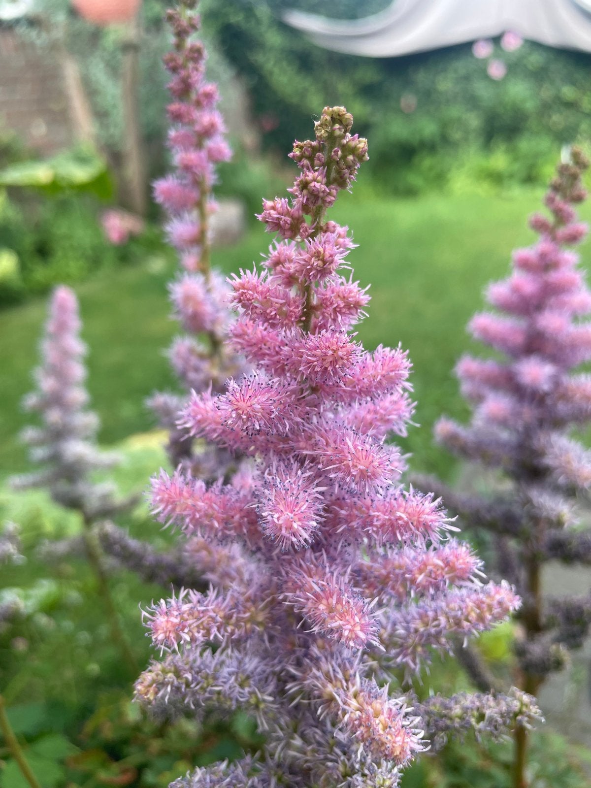 Roze Astilbe - Prachtige Vaste Plant voor Schaduwrijke Tuine, Tuin en Terras, Vaste plant, Halfschaduw, Zomer, Ophalen
