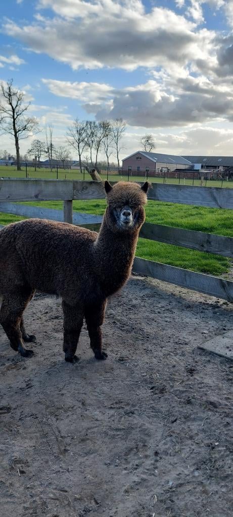 Alpaca hengst €1950, Dieren en Toebehoren, Overige Dieren, Juli, Mannelijk
