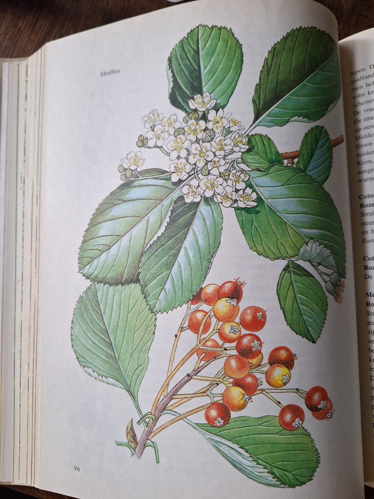 'Flora van Europa' botanisch koffietafel boek, scrapbook, Boeken, Ophalen of Verzenden