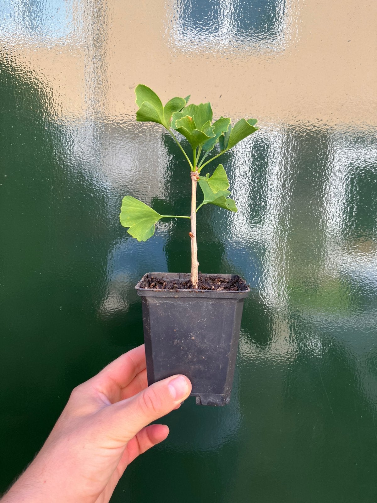 Bonsai starters, Ophalen of Verzenden, Overige soorten, Halfschaduw