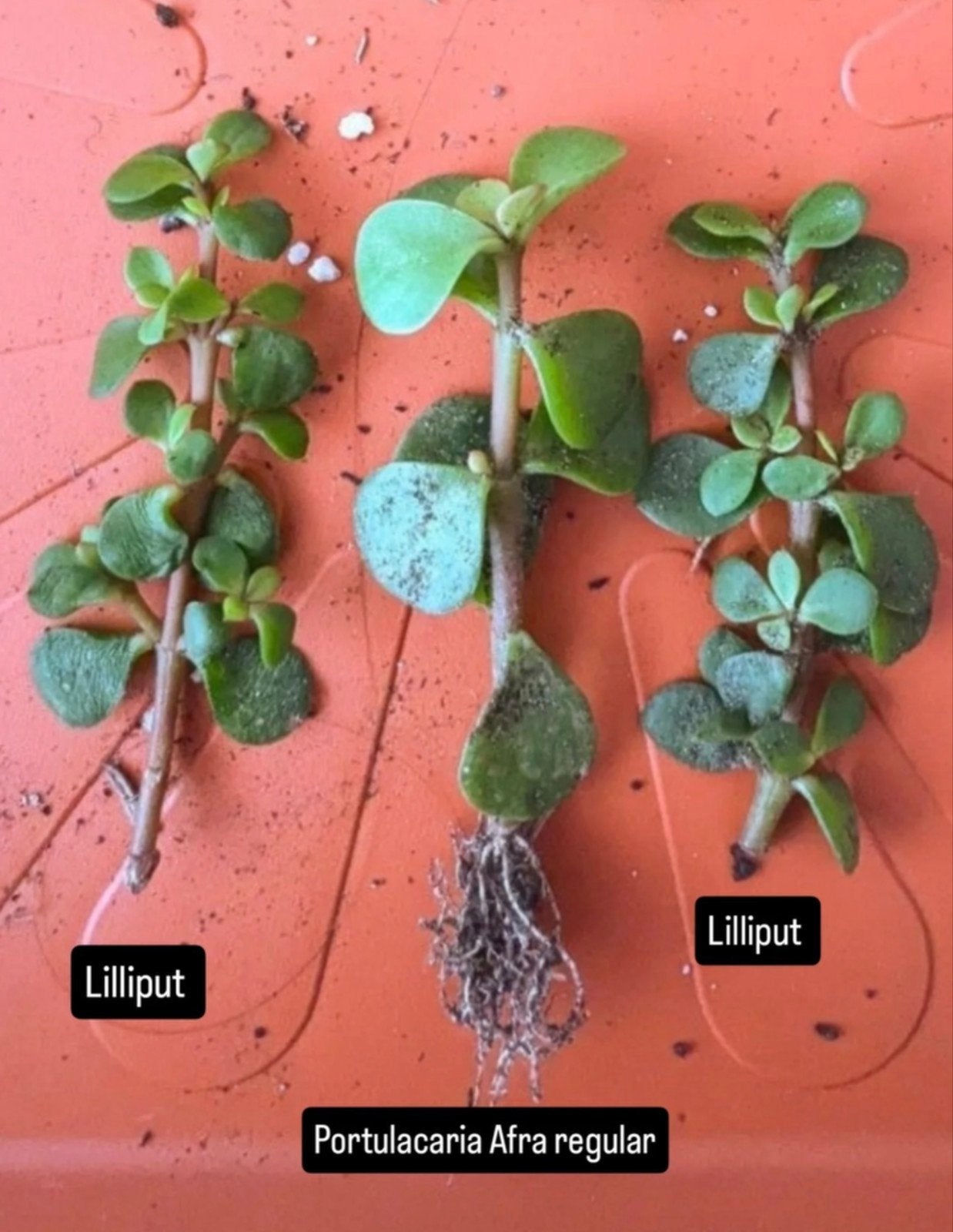 Portulacaria Afra 'Lilliput' stekjes, Ophalen of Verzenden, Overige soorten, Volle zon
