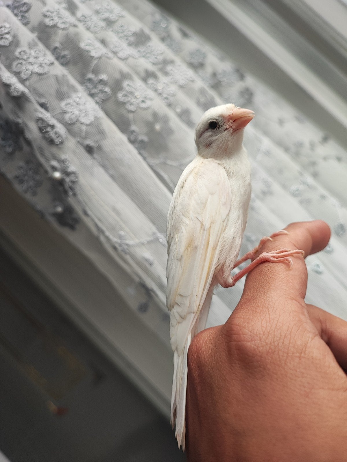 Kanaries, Dieren en Toebehoren, Vogels | Kanaries, Meerdere dieren, Kleurkanarie