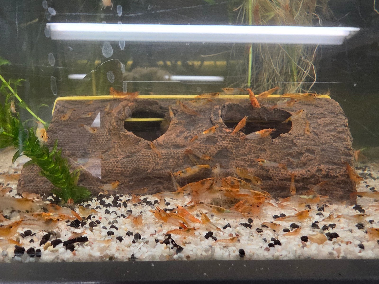 Mooie orange rili garnalen., Kreeft, Krab of Garnaal