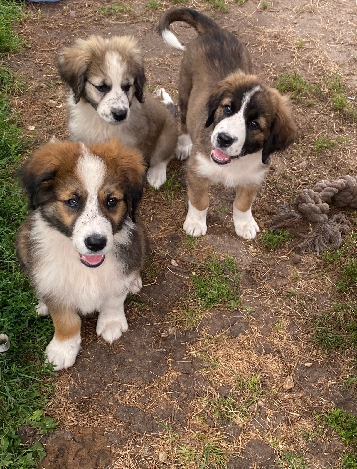 Prachtige pups  Berner Sennen X Tibetaanse Berghond, HCC (leverziekte), 8 tot 15 weken, Groot, Meerdere