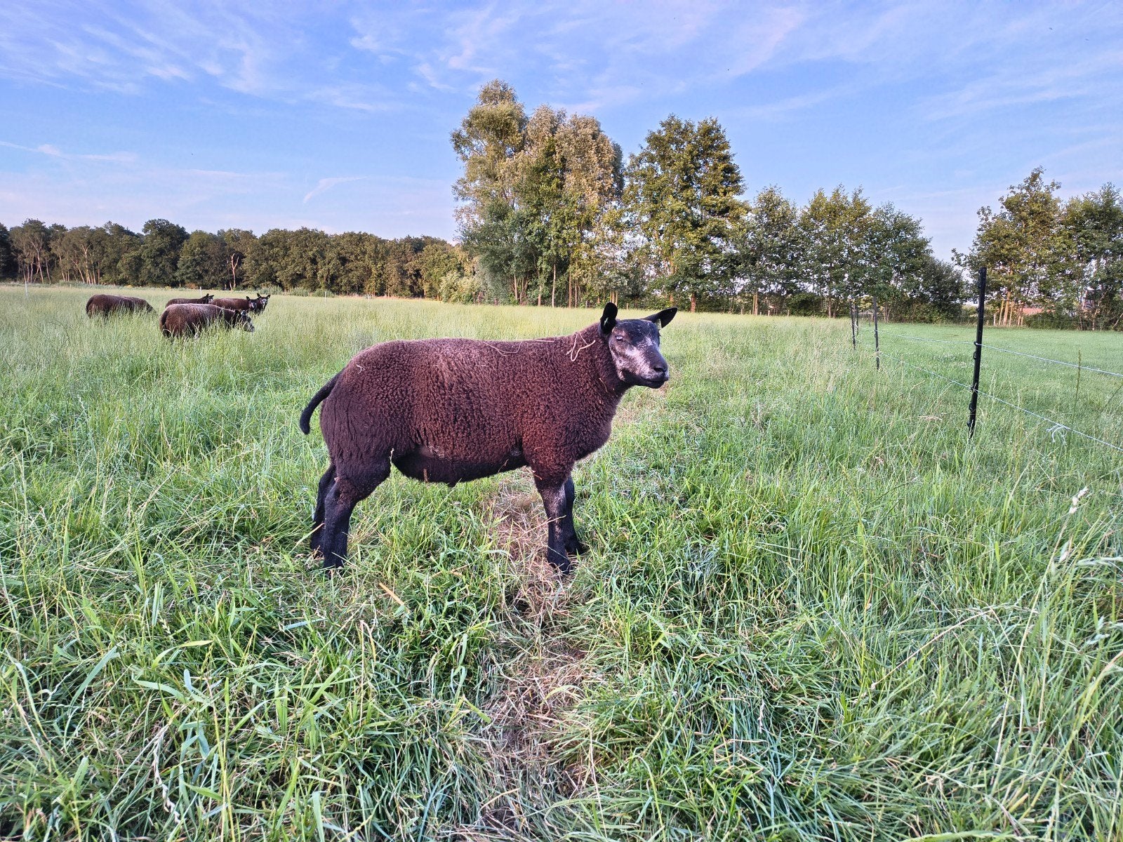 Blauwe Texelaar dekrammen, Dieren en Toebehoren, Schapen, Geiten en Varkens, Mannelijk, Schaap, 0 tot 2 jaar