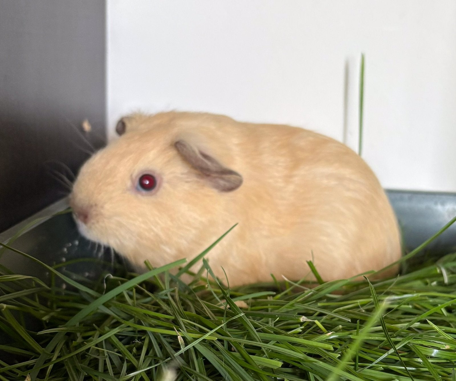 Cavia beertje, Dieren en Toebehoren, Knaagdieren, Juni, Mannelijk, Cavia