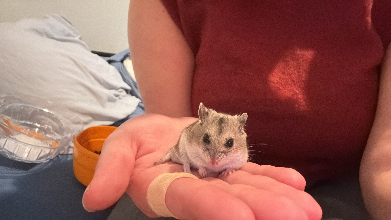 Kleine chinese dwerghamster met terrarium, Dieren en Toebehoren, Knaagdieren, Mannelijk, Hamster, Maart, Tam