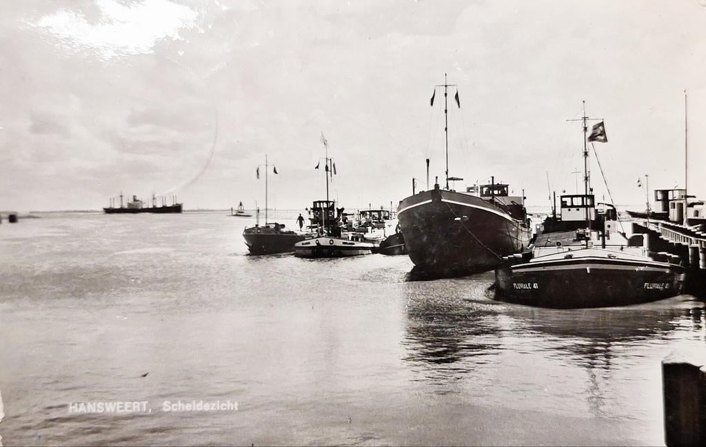 Fotokaart Hansweert - Scheldezicht - 1962, Verzamelen, Ophalen of Verzenden, 1960 tot 1980, Gelopen, Zeeland