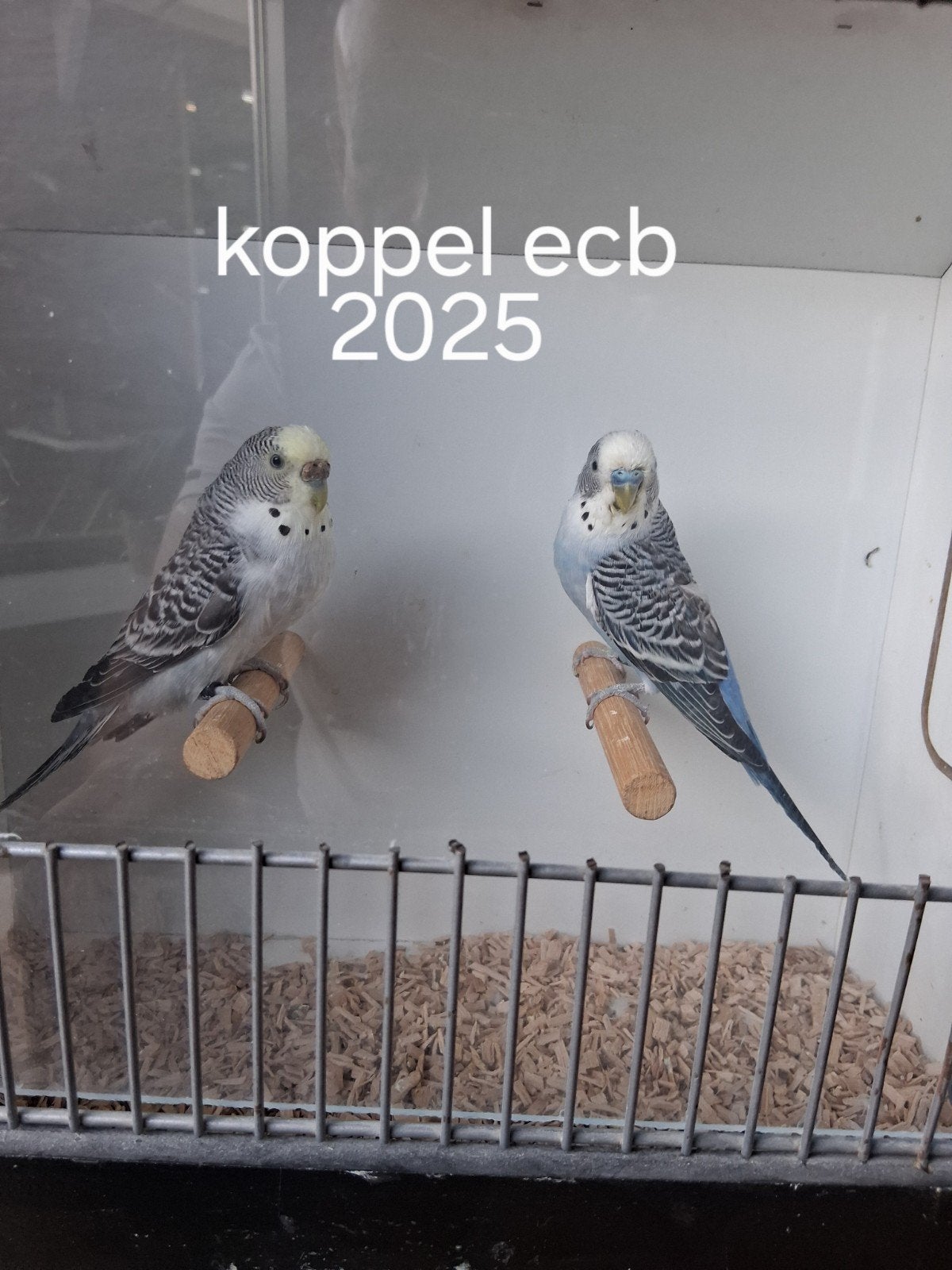 Prachtig broedrijp koppel ECB uit 2025, Dieren en Toebehoren, Meerdere dieren, Parkiet, Geringd