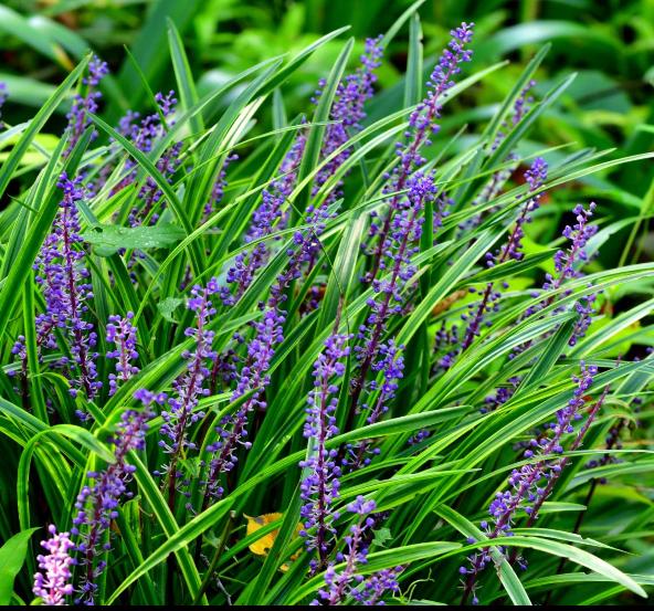 Tuinplanten - Liriope Moneymaker - Big Blue, Bodembedekkers, Vaste plant, Ophalen of Verzenden, Halfschaduw