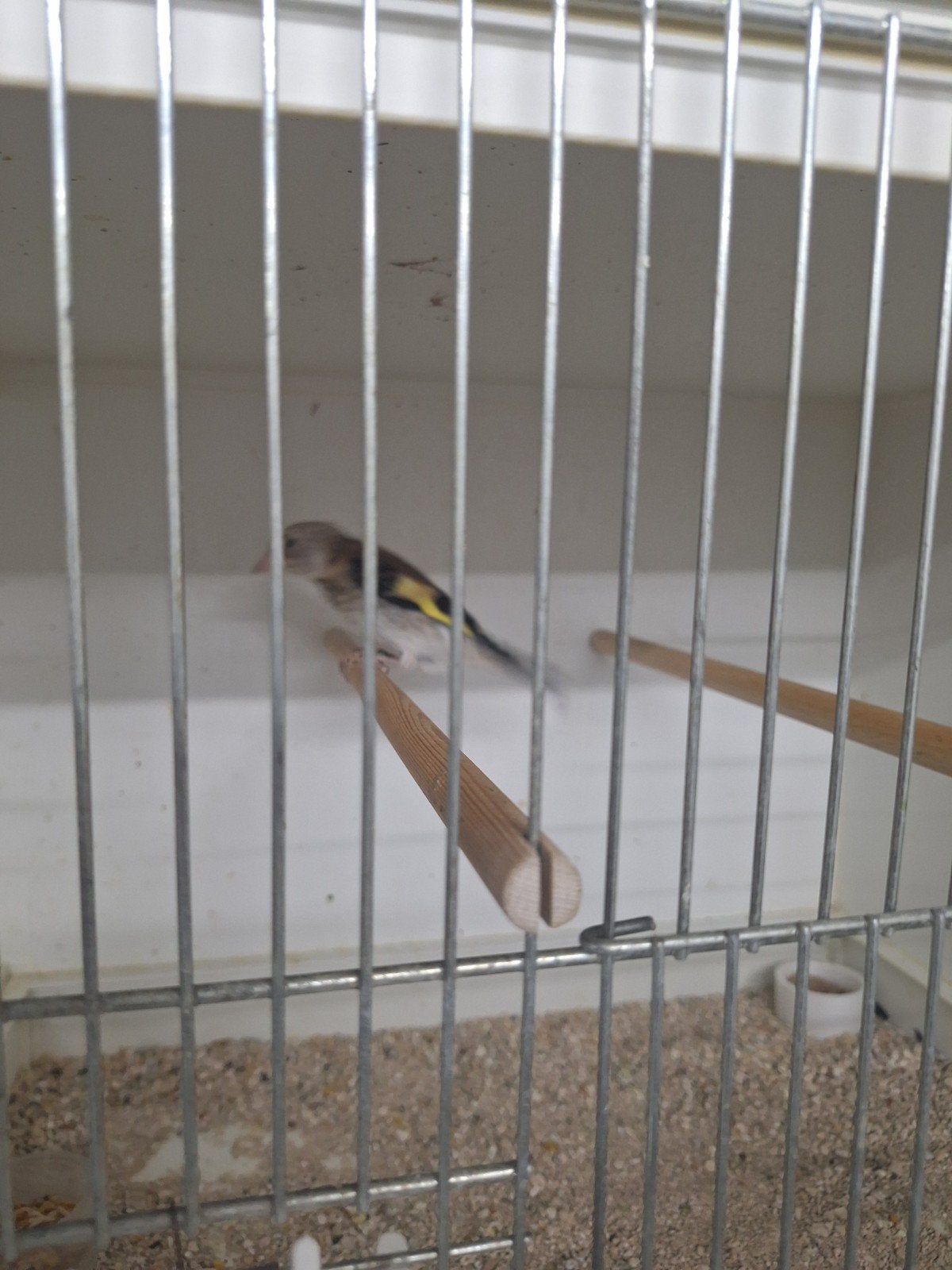 jonge majoor putter, Dieren en Toebehoren, Vogels | Overige Vogels, Geslacht onbekend, Wildzangvogel, Geringd