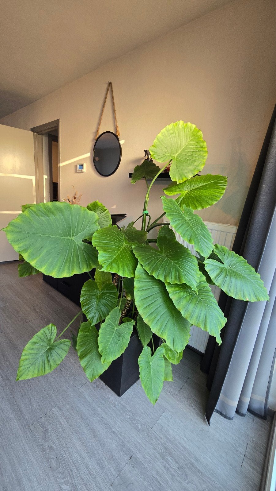 Grote Alocasia kamerplant in pot, Ophalen, Overige soorten, Halfschaduw, In pot