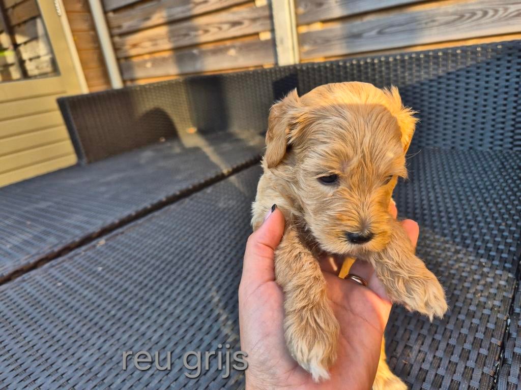 Medium Australian labradoodle puppys + stamboom achtergrond, 8 tot 15 weken, Meerdere, Meerdere dieren, Middel