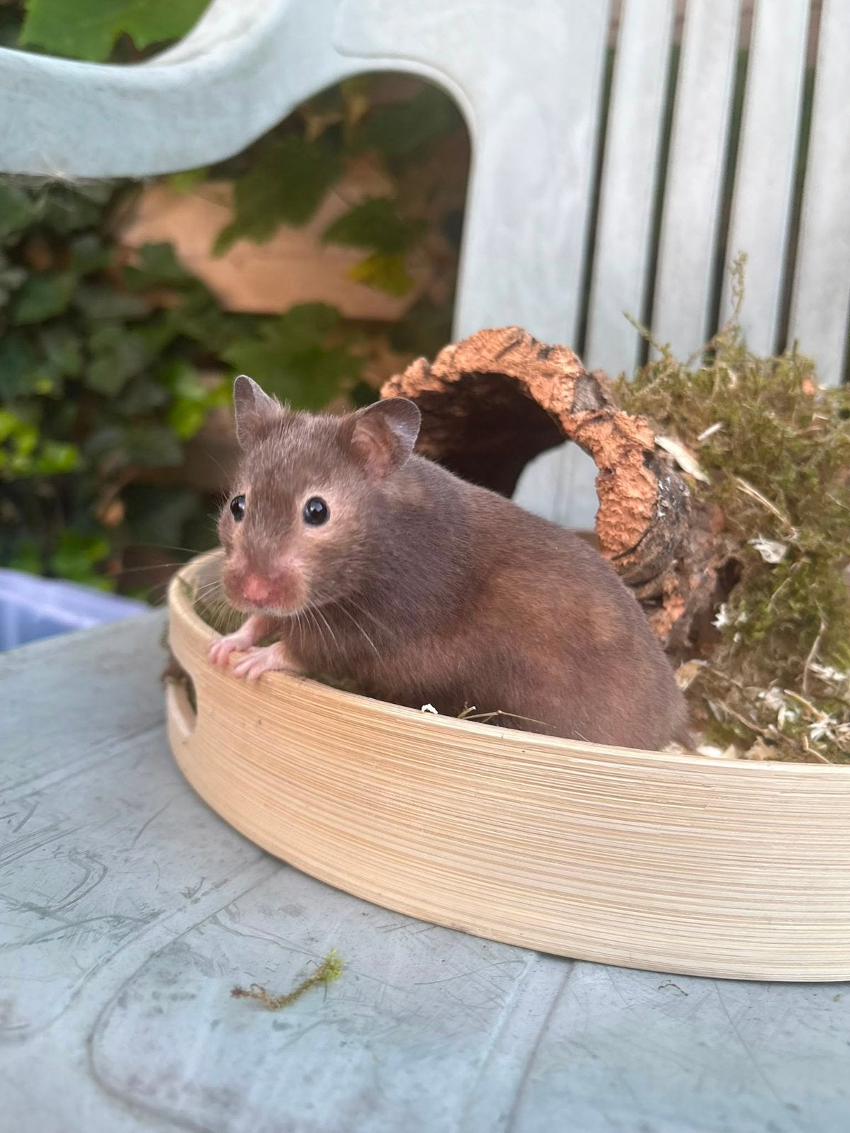 Tamme jonge syrische hamster te koop!, Hamster, Juni, Vrouwelijk, Tam