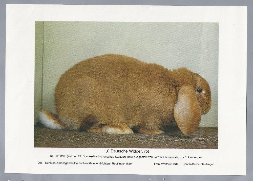 Vintage Konijnen Posters - Duitse Widder, Ophalen of Verzenden, Gebruikt, Boerderijdier, Overige typen