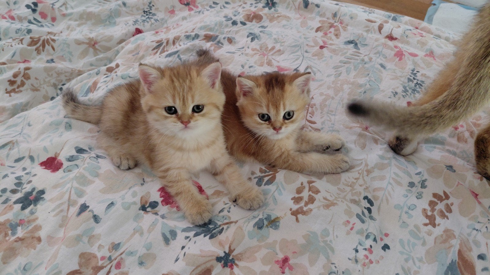 brits korthaar kitten golden shaded, Kater, Gechipt, 0 tot 2 jaar
