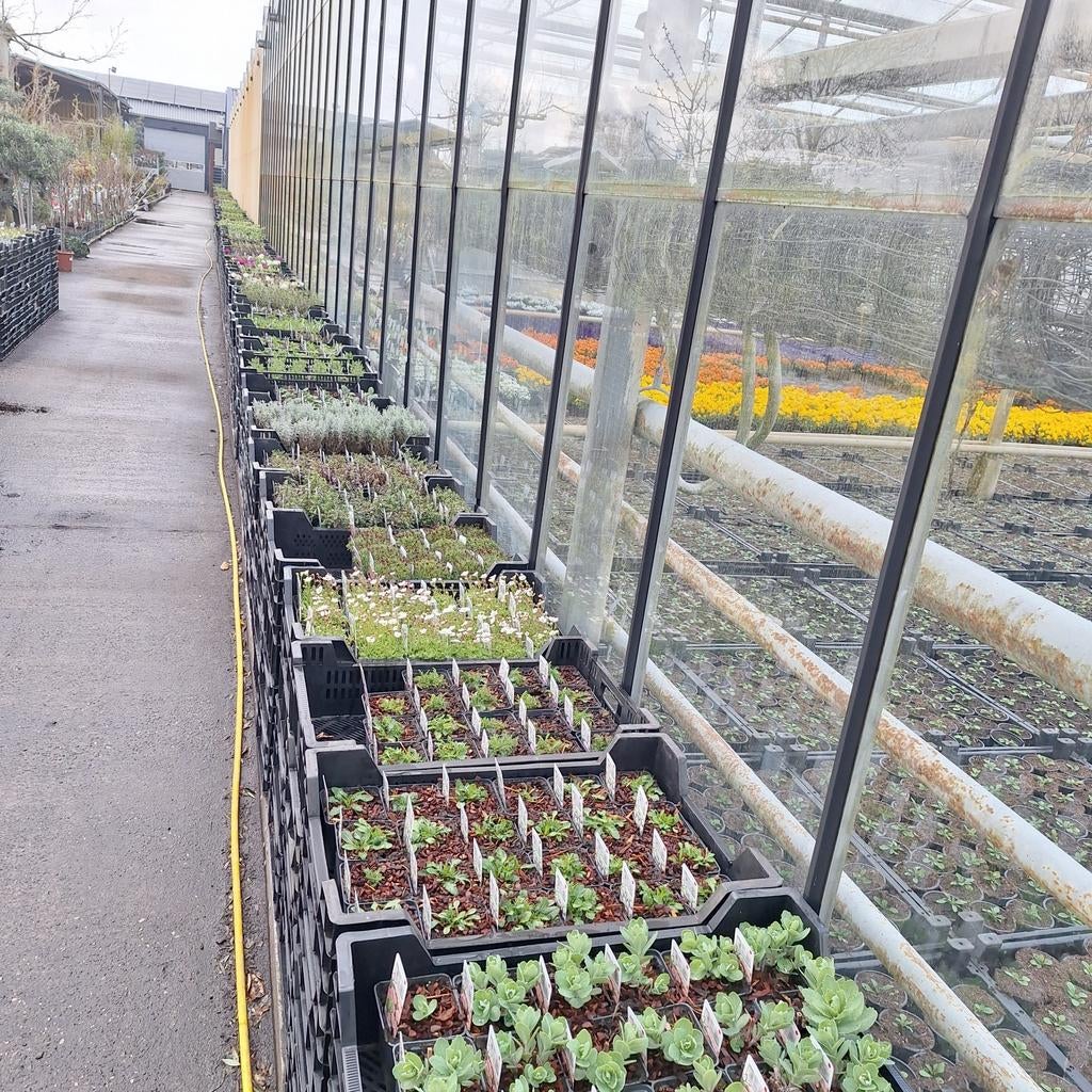 Vaste planten, Tuin en Terras, Planten | Tuinplanten, Vaste plant, Halfschaduw, Lente, Ophalen