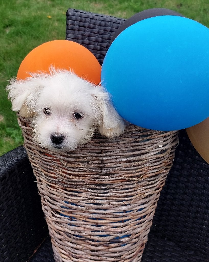 Mooie Maltezer pups, Dieren en Toebehoren, Maltezer, 8 tot 15 weken, Meerdere, Meerdere dieren