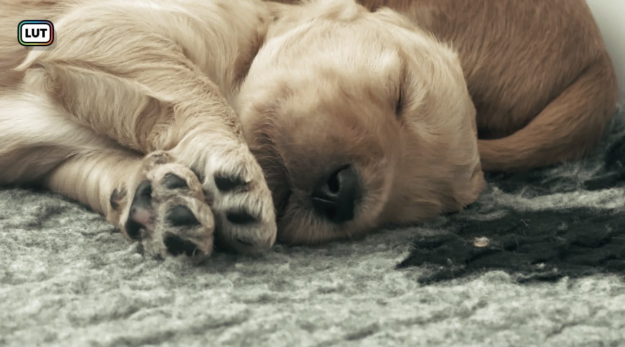 Goldendoodle pups abrikoos met fleece vacht, Parvo, Overige rassen, 8 tot 15 weken, Meerdere