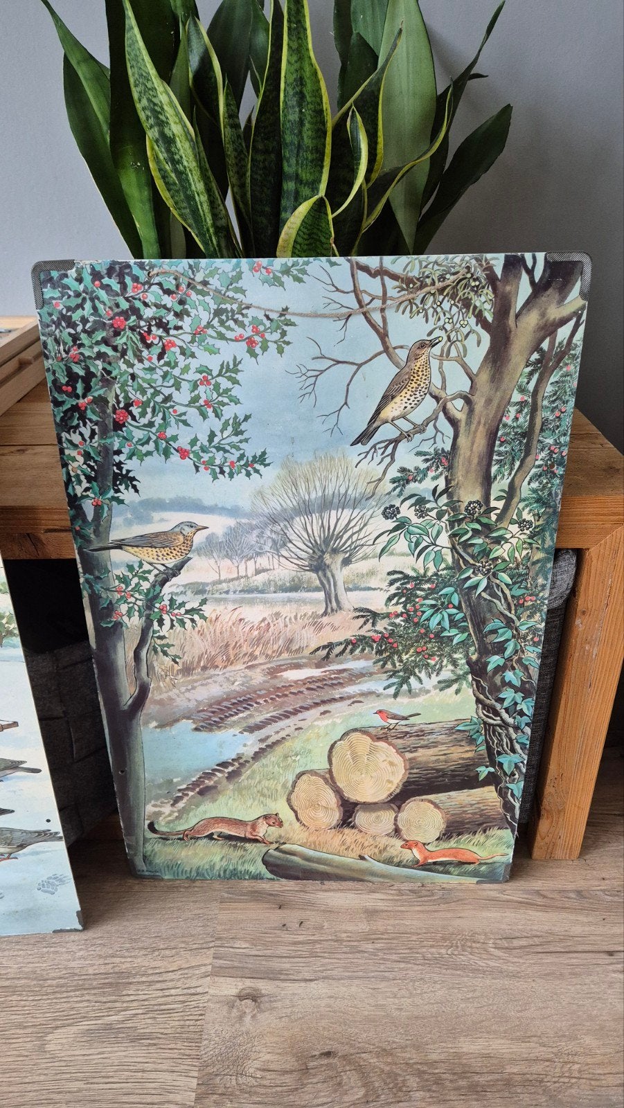 Vintage Ravensburger schoolplaten Natuur & Dieren (5 stuks), Ophalen, Natuur en Biologie