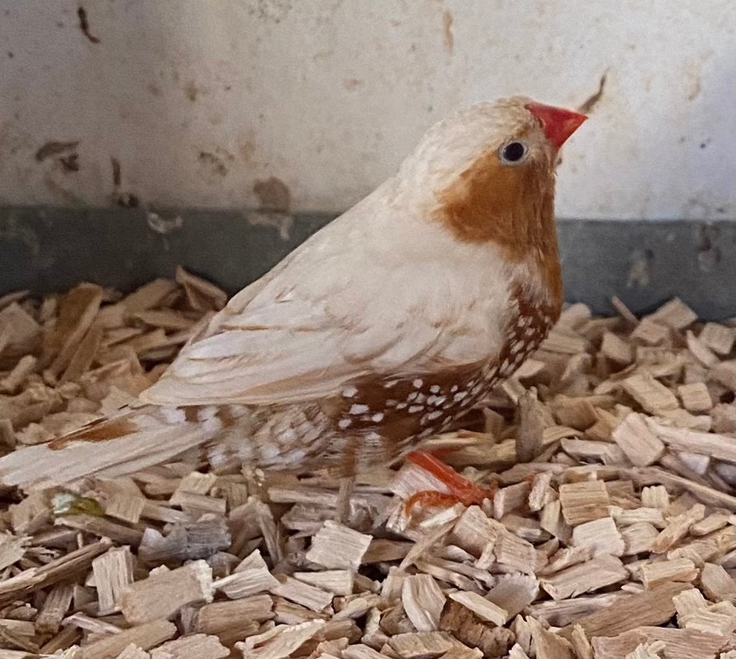 Zwartborst oranjeborst isabel man zebravink, Dieren en Toebehoren, Mannelijk, Geringd