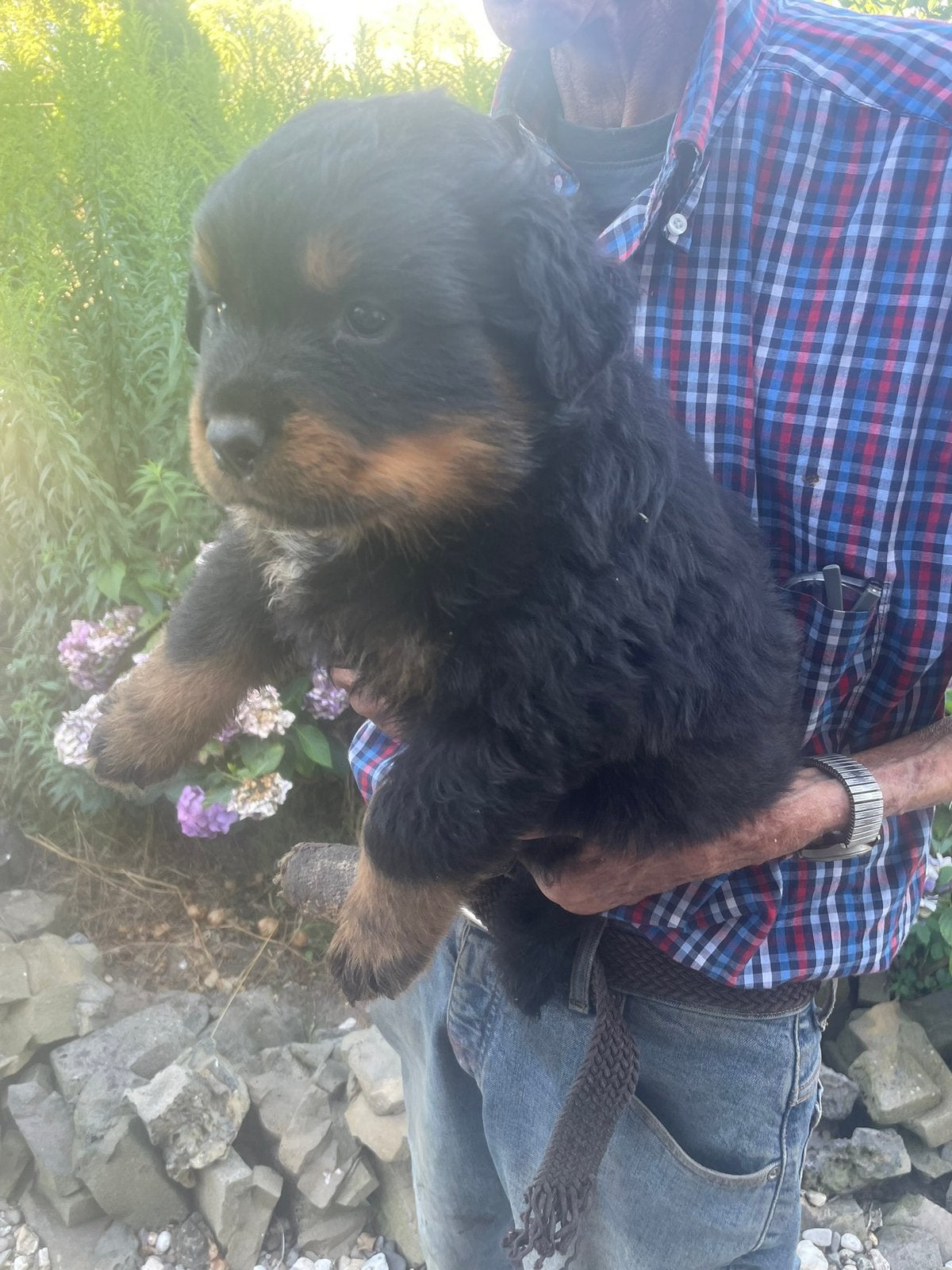 Rottweiler pups, 8 tot 15 weken, Parvo, Meerdere, Nederland
