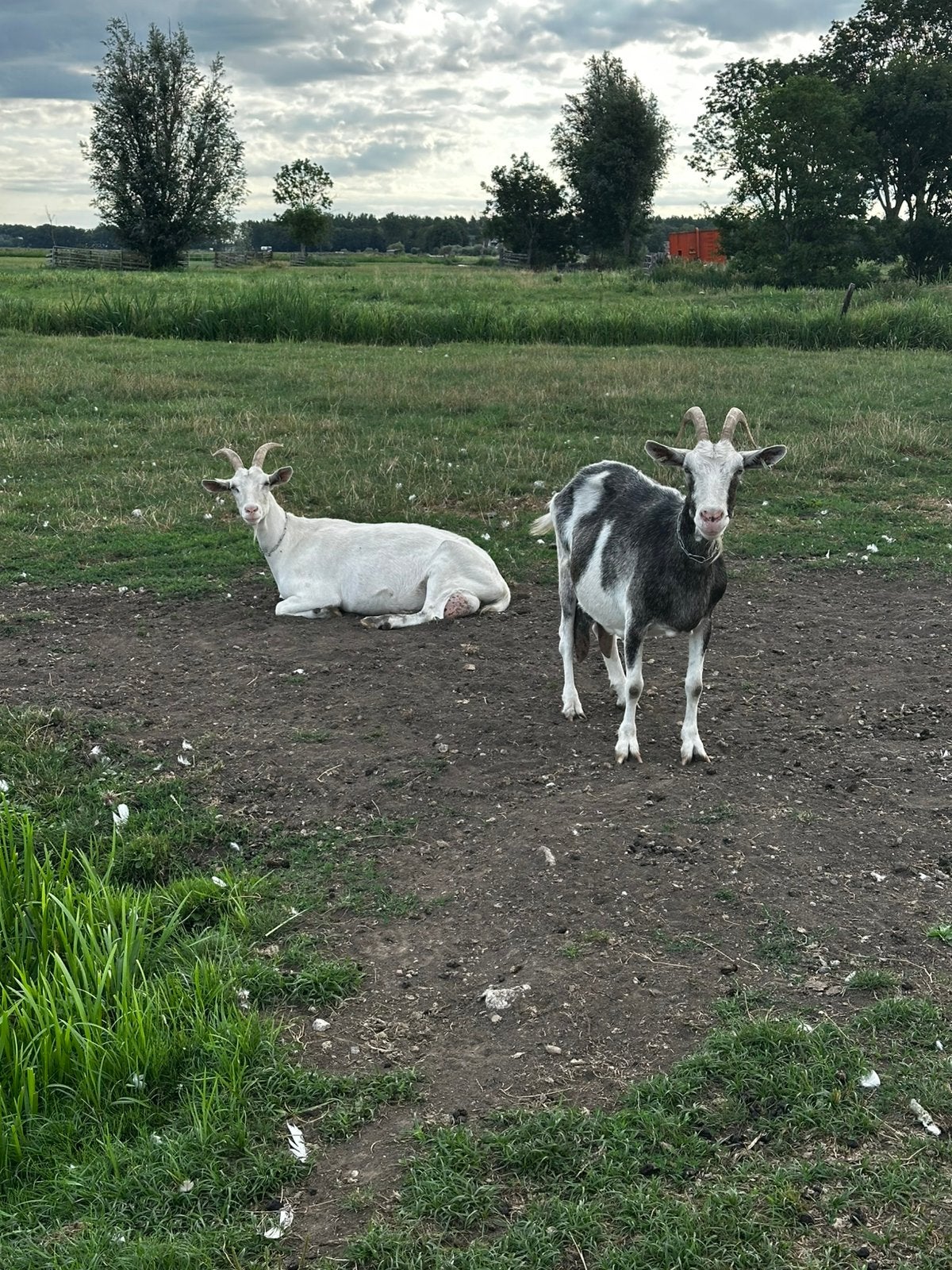 Melkgeiten, Vrouwelijk, Geit