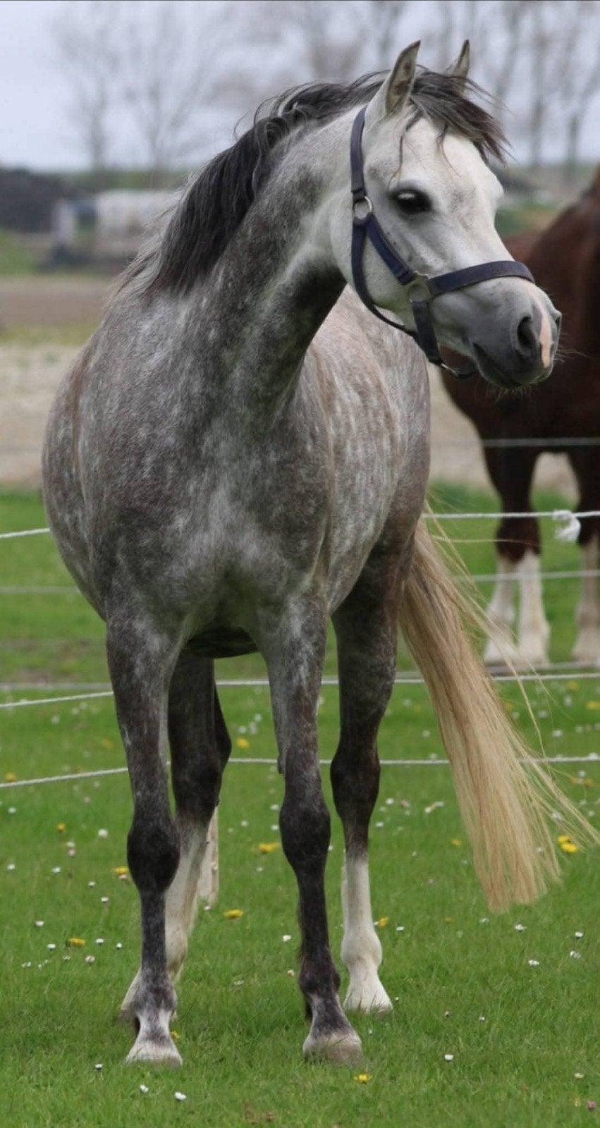 Welsh B merrie C maat, Merrie, C pony (1.27m tot 1.37m), Met stamboom, 7 tot 10 jaar