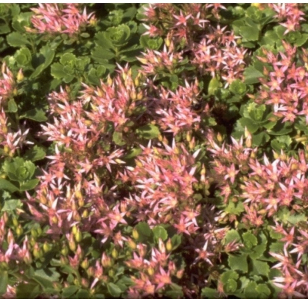 Roze Sedum Bodembedekker - Vaste Plant, Ophalen, Bodembedekkers, Volle zon, Vaste plant