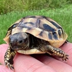 Testudo hermanni boettgeri, Dieren en Toebehoren, Reptielen en Amfibieën, Schildpad, 0 tot 2 jaar