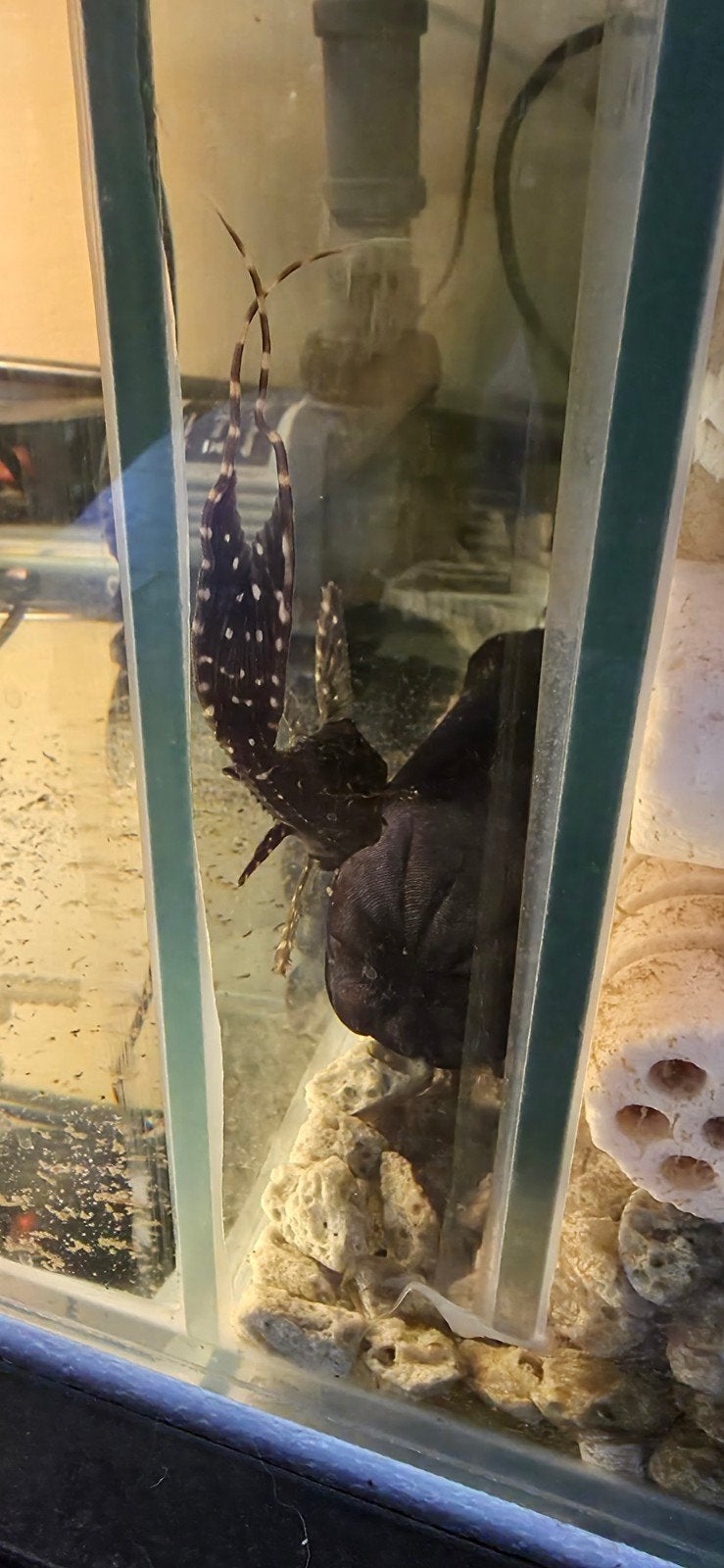 L155 15cm, Dieren en Toebehoren, Vissen | Aquariumvissen, Vis