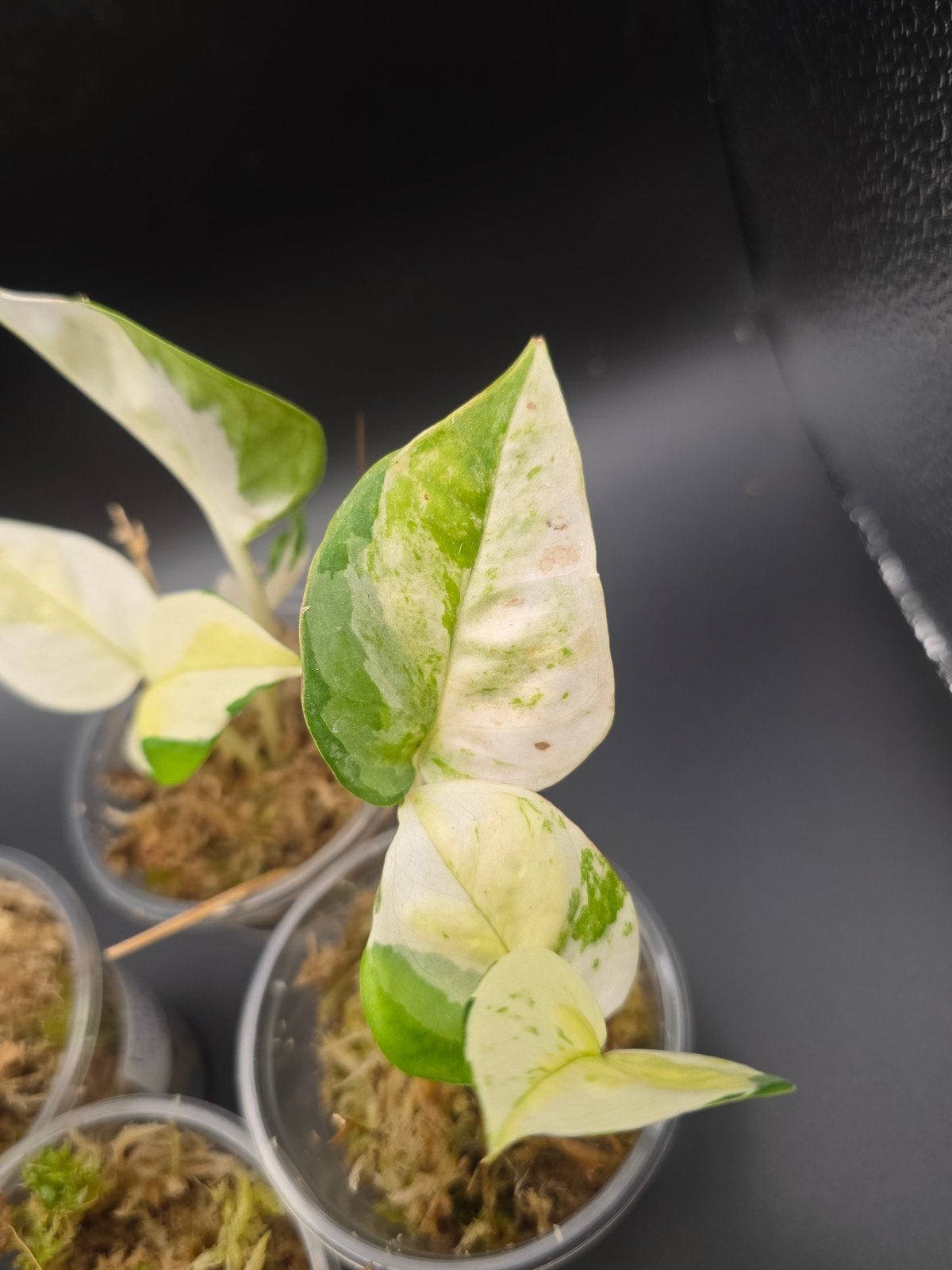 Japanese Global Pothos (Epipremnum aureum), Ophalen of Verzenden, Halfschaduw, Minder dan 100 cm