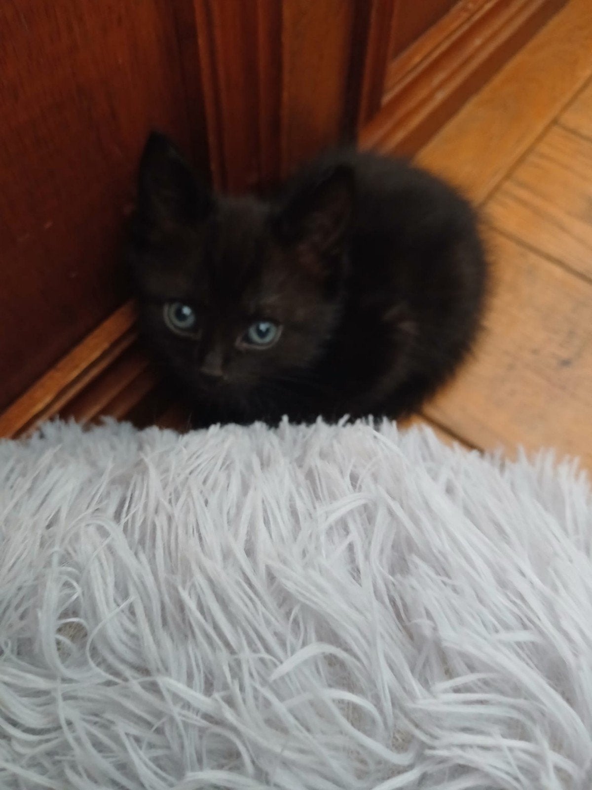 Kittens
