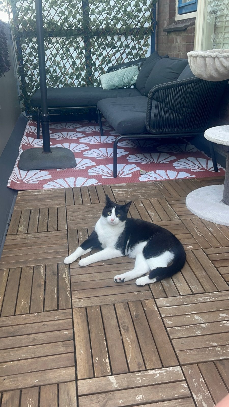 Huisje gezocht voor een kat en poes (1jaar oud), Dieren en Toebehoren, Meerdere dieren, Kortharig, 0 tot 2 jaar