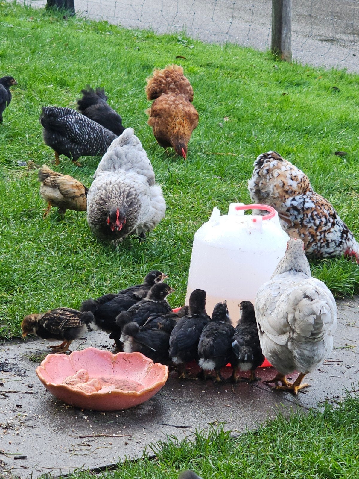 kuikens zoeken mooi thuis, Dieren en Toebehoren, Vrouwelijk, Kip