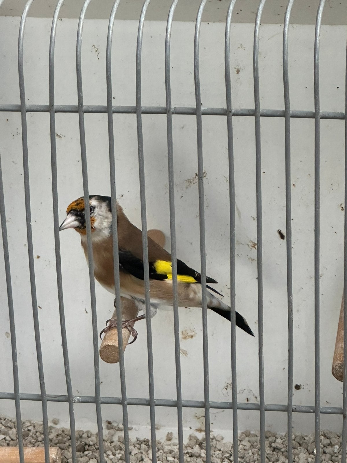 Kleine putter / distelvink, Mannelijk, Wildzangvogel, Geringd