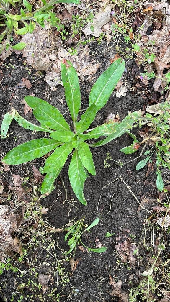 Teunisbloem geurend, Tuin en Terras, Planten | Tuinplanten, Ophalen, Overige soorten, Volle zon