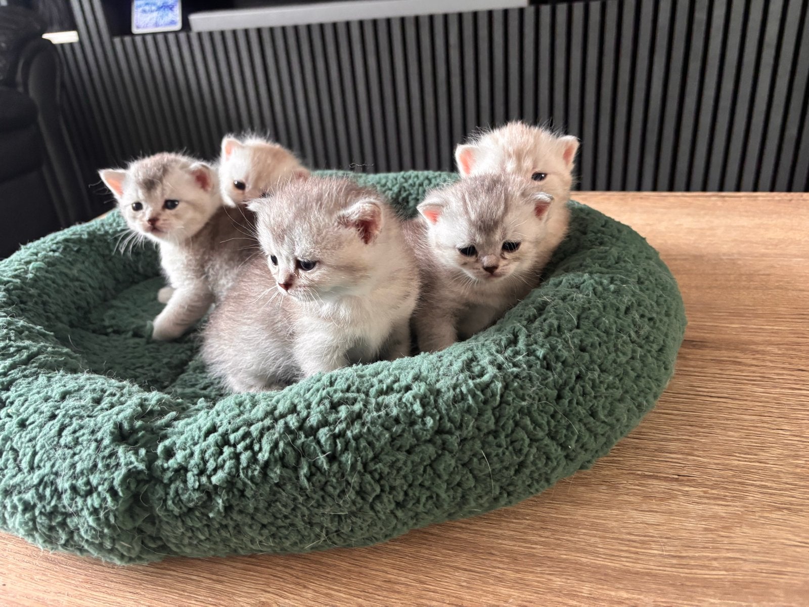 Britse korthaar kittens, Meerdere dieren, Kortharig, 0 tot 2 jaar