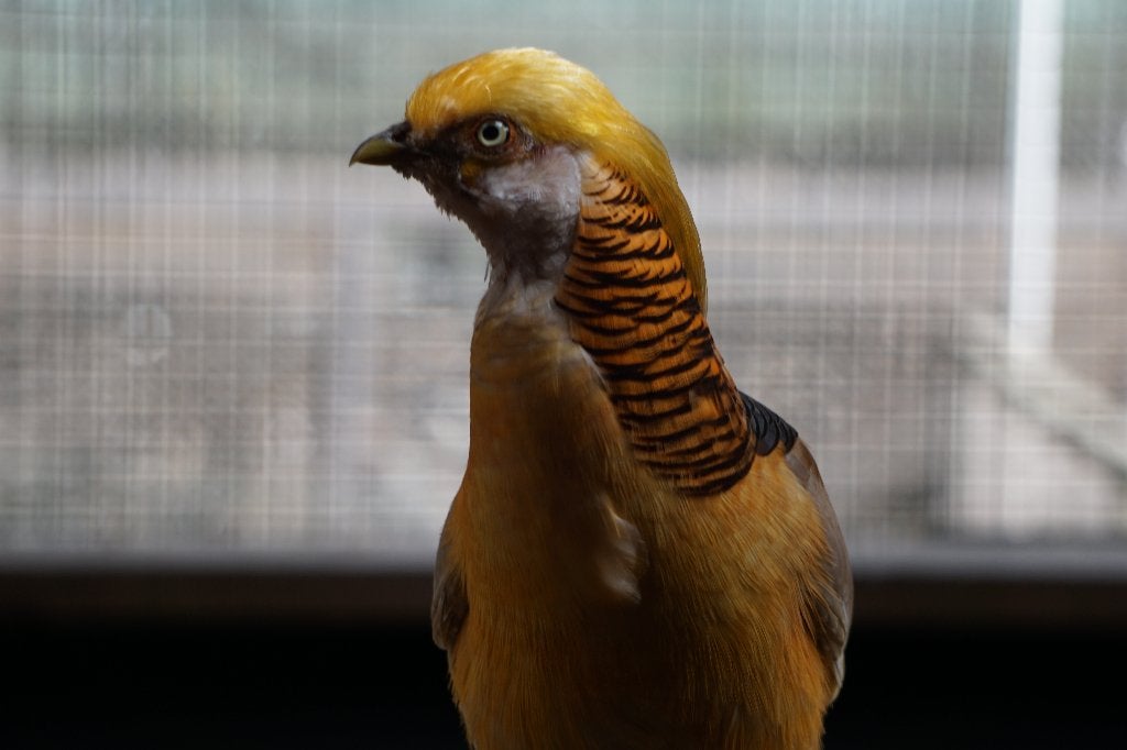 Gele goudfazant | Deskundig advies | Prachtige dieren, Dieren en Toebehoren, Meerdere dieren, Overige soorten