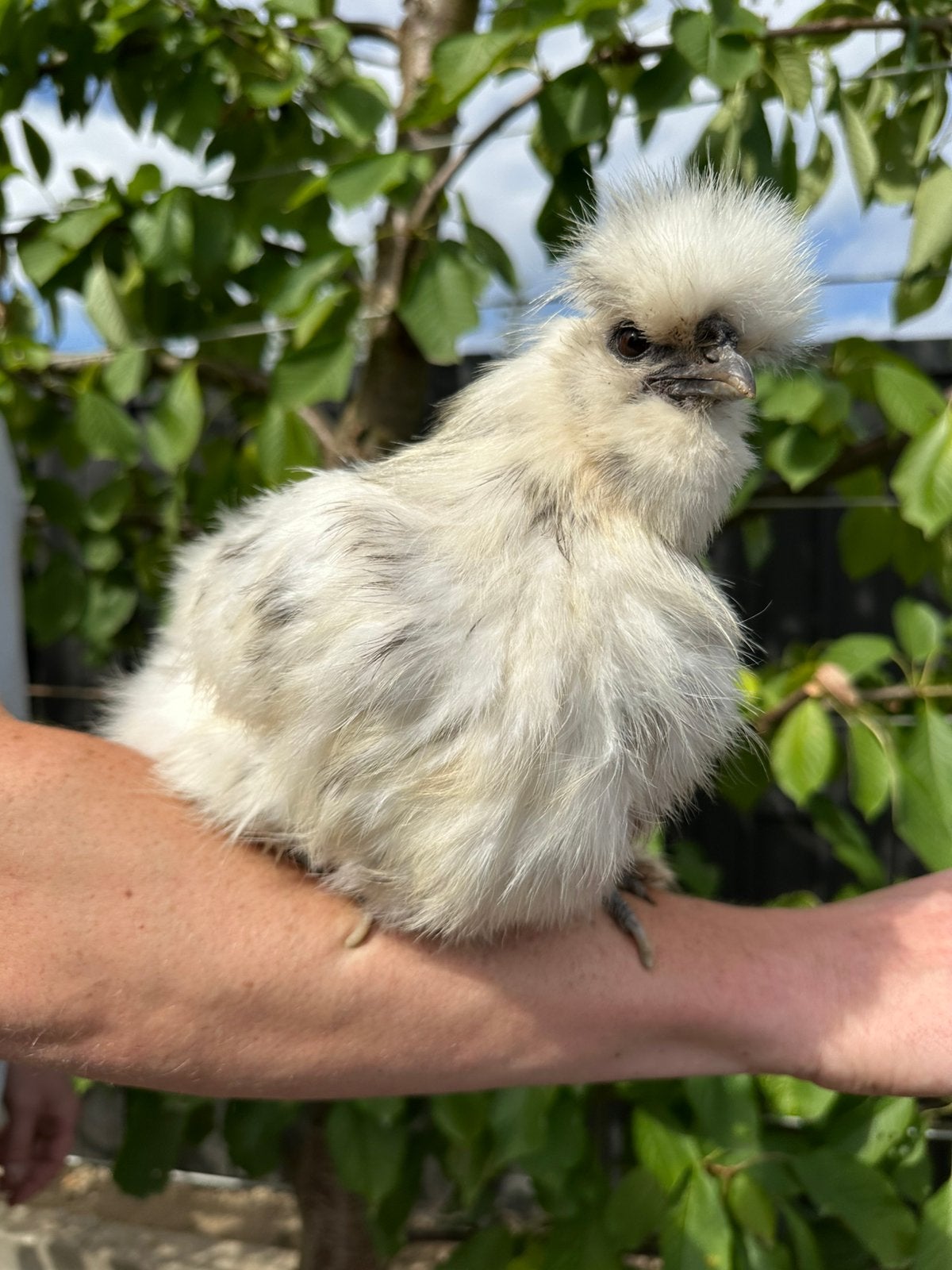 USA Zijdehoen hennen, Dieren en Toebehoren, Pluimvee, Vrouwelijk, Kip