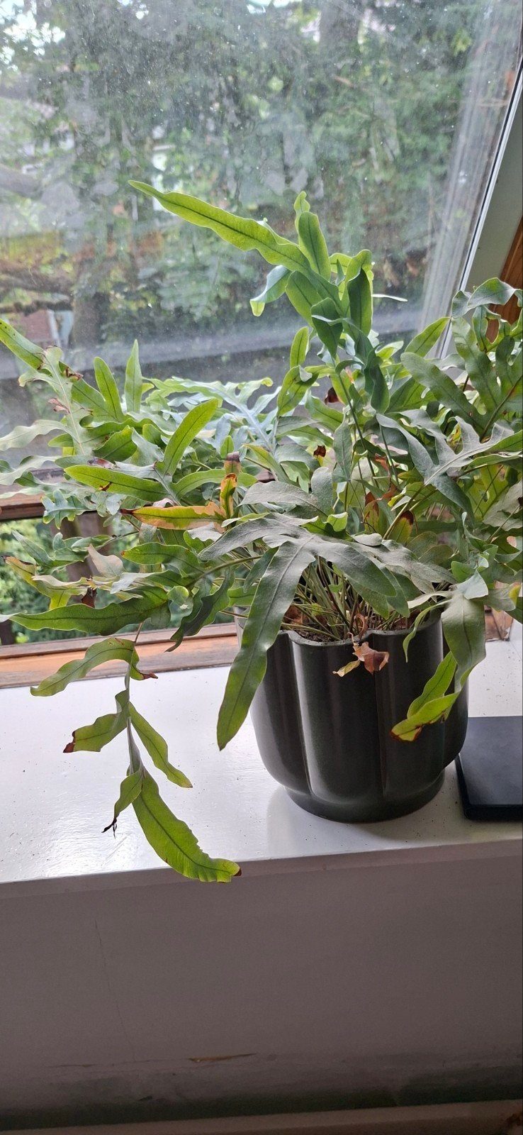 Blauw varen (zonder buitenpot), Tuin en Terras, Planten | Tuinplanten, Ophalen, Overige soorten, Volle zon