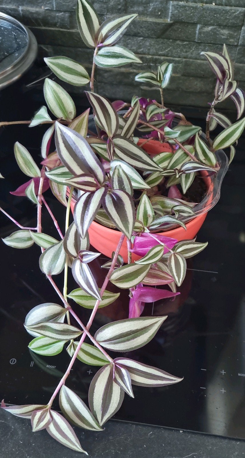 Tradescantia Zebrina, Kamerplant, Ophalen of Verzenden, Halfschaduw, Minder dan 100 cm