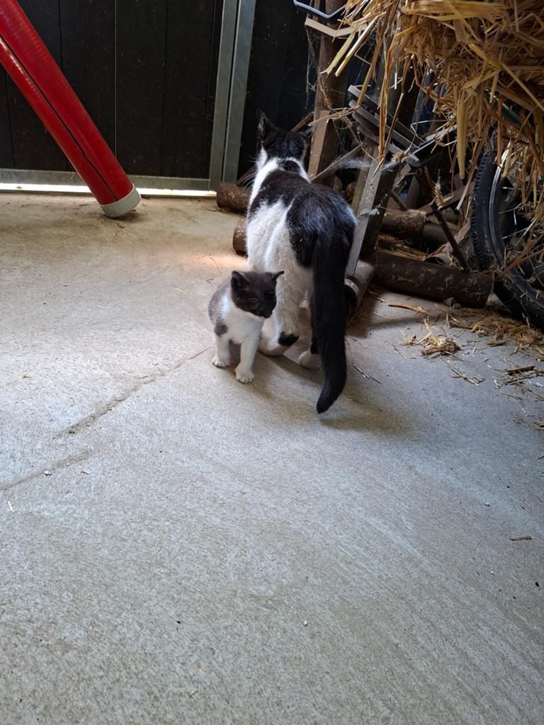 Boerderij kittens